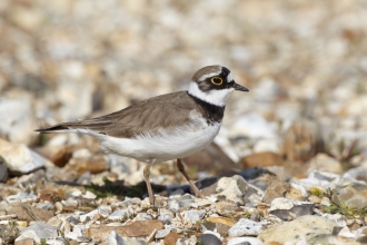 Little Ringed Plover