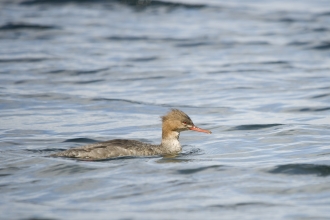 Red-breasted Merganser female