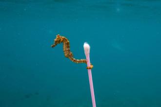 Sewage Surfer. Photo: Justin Hofman