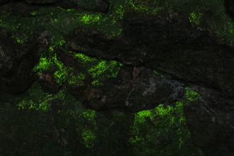 A patch of goblin's gold, a luminous green moss, growing on a stone wall and glowing in the near darkness