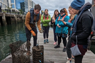 Oyster restoration in Belfast harbour 