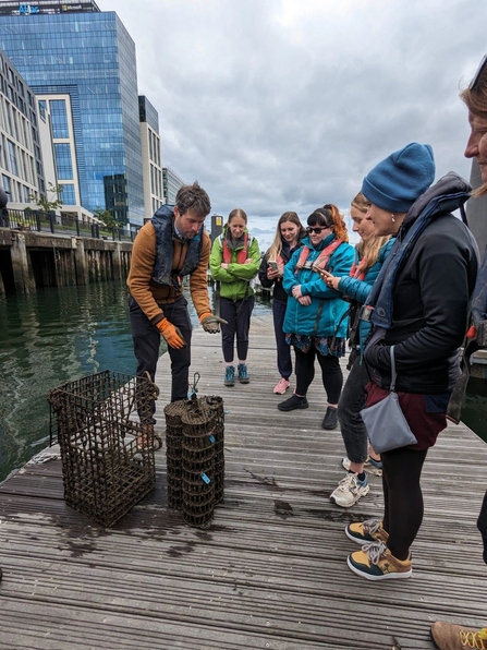 Oyster restoration in Belfast harbour 