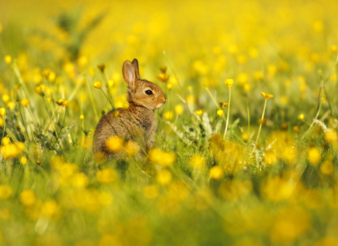 Rabbit kit