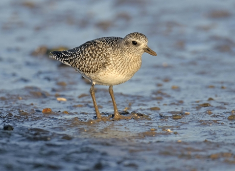 Grey Plover