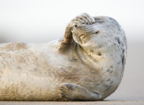 Grey seal ©Elliott Neap