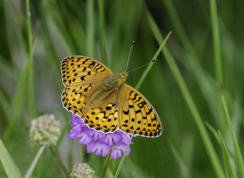 Dark green fritillary