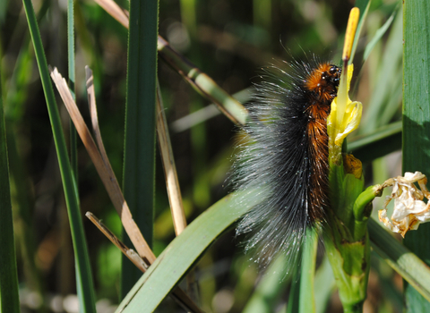 Garden tiger moth caterpillar