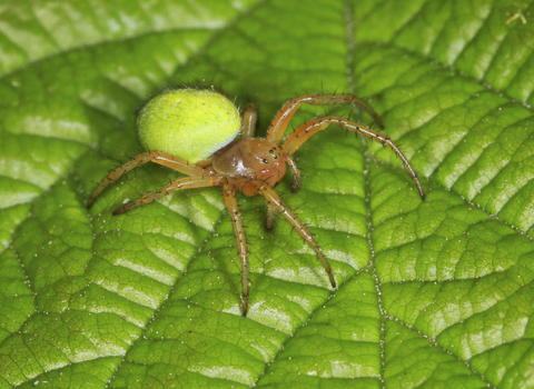 A cucumber spider sitting on a leaf. It's a yellowish-brown spider, with a bright apple green abdomen