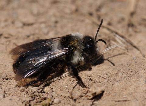 Ashy mining bee