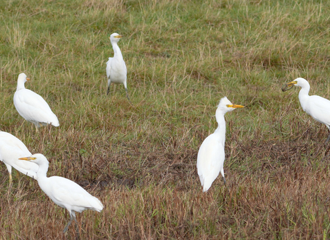 Cattle egrets