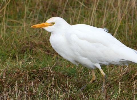 Cattle egret