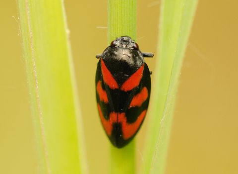 A red-and-black froghopper clinging to a grass stem. It's an oval-shaped bug thats mostly black with red patches on its back